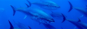CEPESCA condena la comercialización ilegal del atún rojo