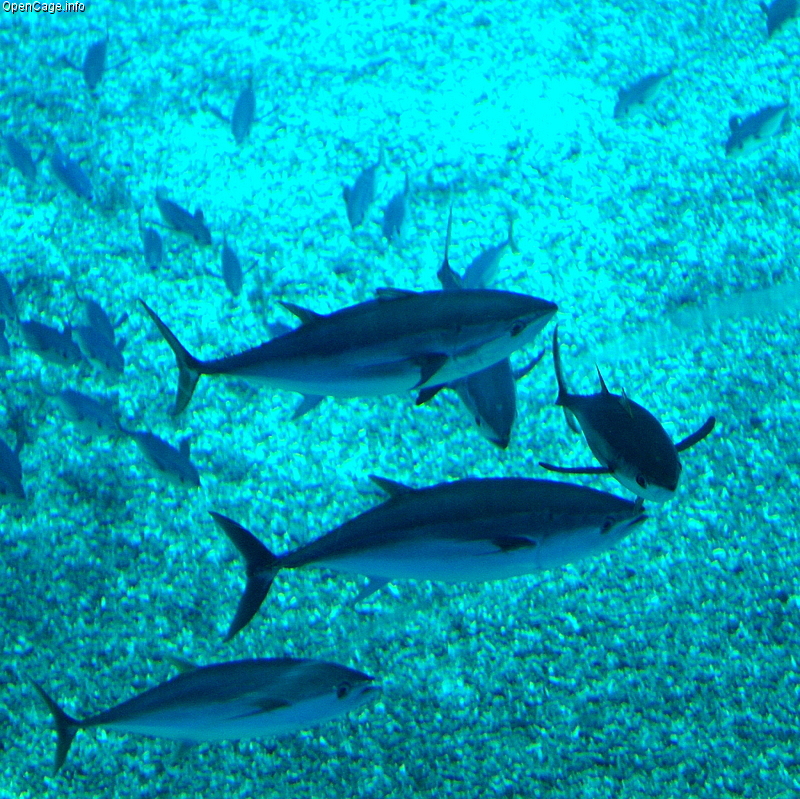 Tuna Yellowfin